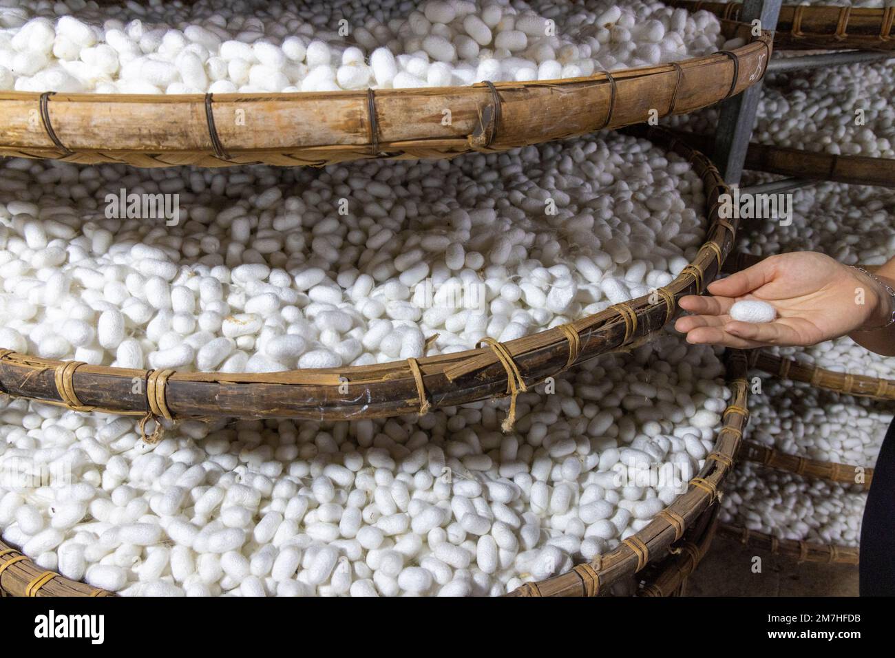 Bozzoli di seta su un cesto tradizionale in una fabbrica di seta, Vietnam Foto Stock