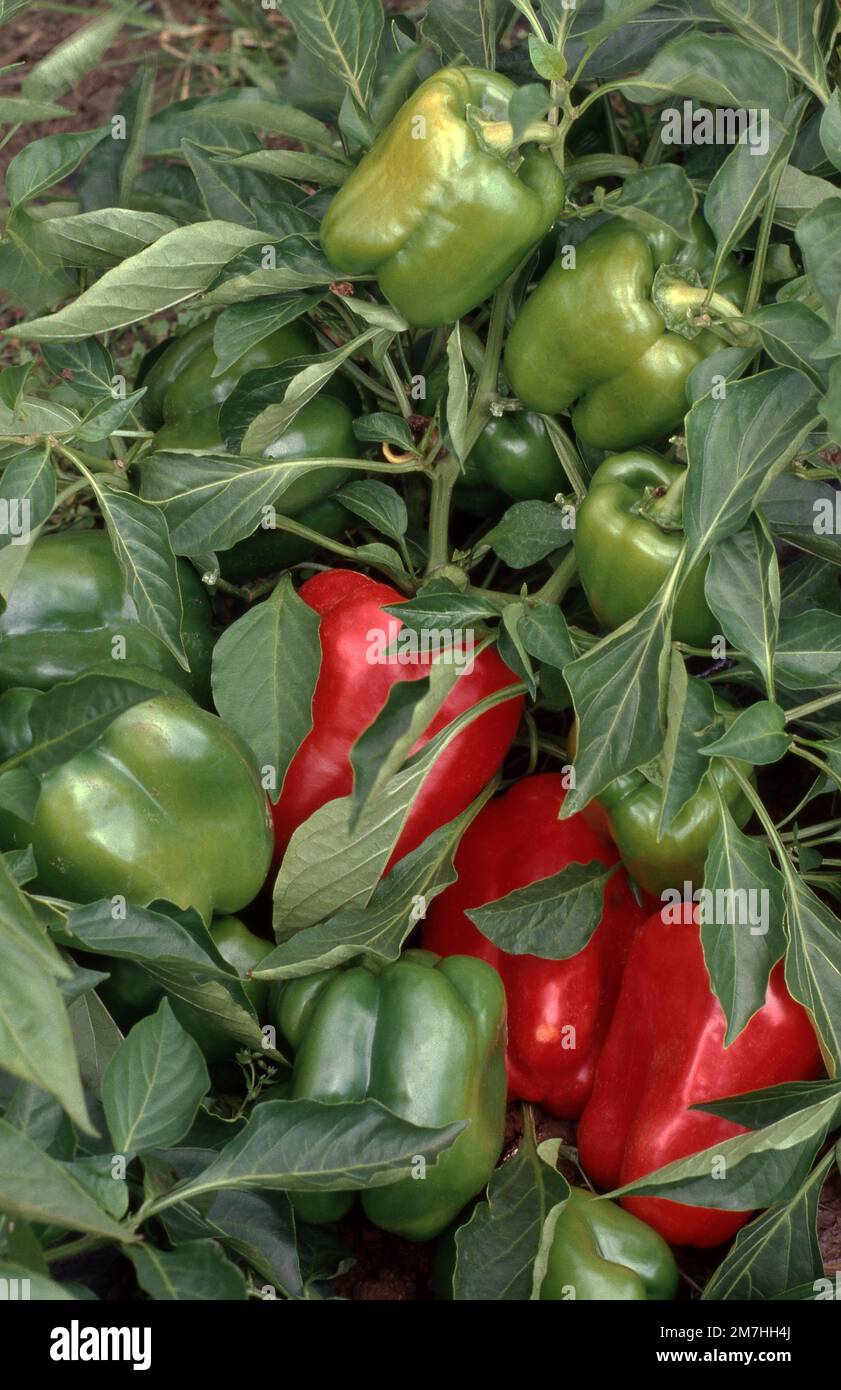 CAPSICUMS ROSSO E VERDE CHE CRESCE IN UN PICCOLO ORTO, SYDNEY, NUOVO GALLES DEL SUD, AUSTRALIA. Foto Stock