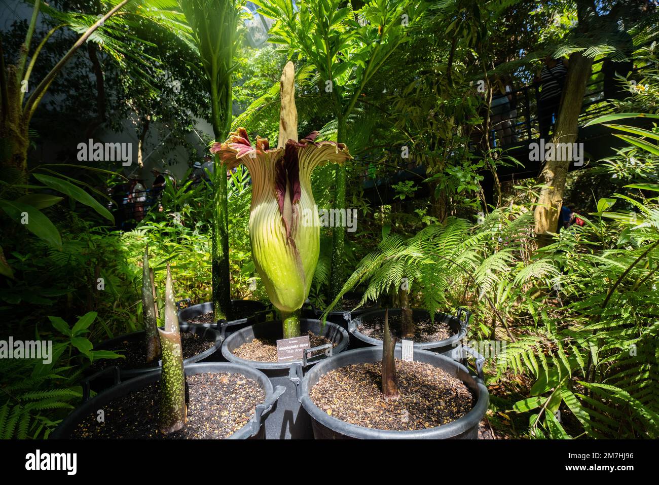 Adelaide, Australia. 10 gennaio 2023. Il (Tiran Arum) comunemente conosciuto come il fiore del cadavere per il suo forte odore di un cadavere marciante con cui attrae solitamente gli insetti per la relativa impollinazione è fiorito ai giardini botanici di Adelaide che attraggono molti visitatori. È la prima volta che il fiore in via di estinzione fiorisce in quasi 10 anni, e ci si aspetta che ci siano altri tre o cinque anni prima che fiorisce di nuovo. Credit: amer Ghazzal/Alamy Live News Foto Stock