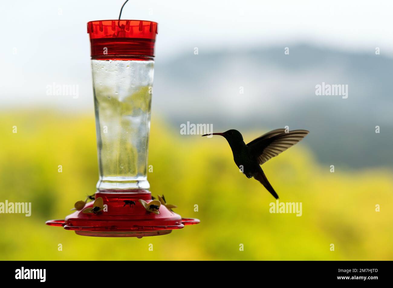 Amazzilia hummingbird (Amazilis amazilia) che vola da un alimentatore di nettare, Mindo cloud Forest, Ecuador. Foto Stock