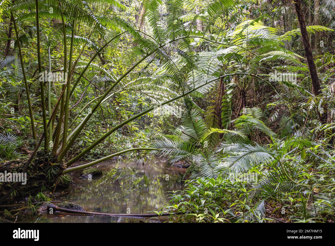 Il re Fern cresce con il torrente della foresta pluviale, nell'estremo nord del Queensland Australia Foto Stock