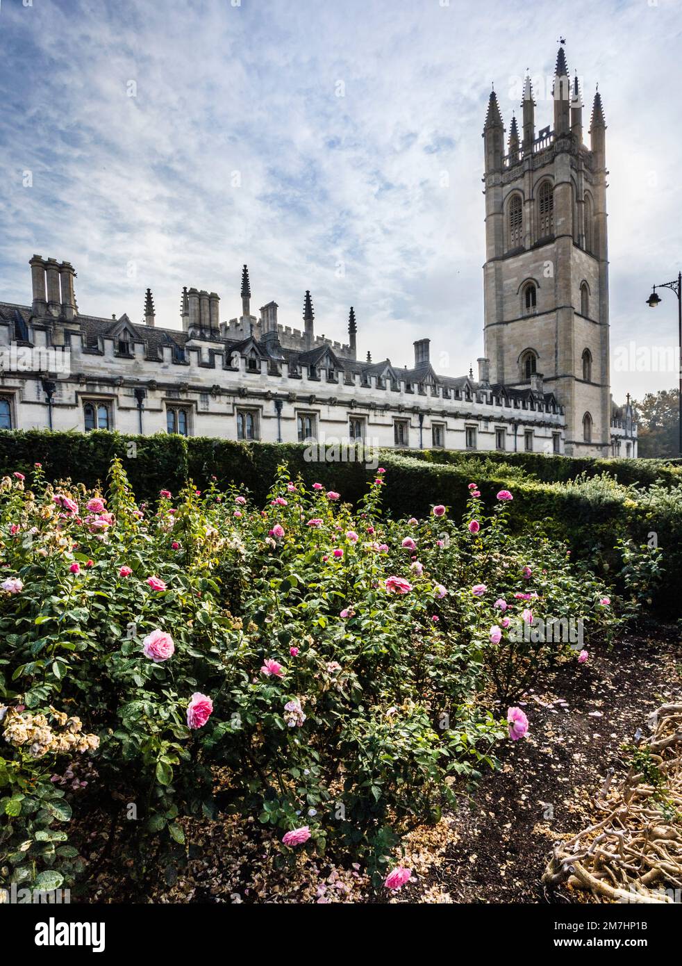 Il giardino di rose di Oxford Botanic Garden sullo sfondo del Magdalen College e della Magdalen CollegeTower, Oxfordshire, Inghilterra sudorientale Foto Stock