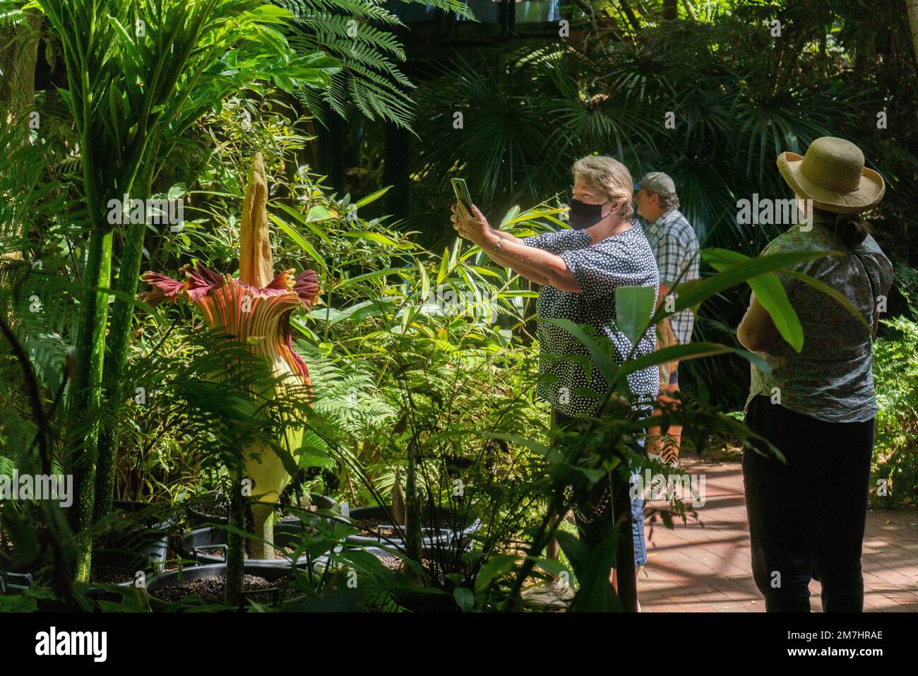 Adelaide, Australia. 10 gennaio 2023. Il (Tiran Arum) comunemente conosciuto come il fiore del cadavere per il suo forte odore di un cadavere marciante con cui attrae solitamente gli insetti per la relativa impollinazione è fiorito ai giardini botanici di Adelaide che attraggono molti visitatori. È la prima volta che il fiore in via di estinzione fiorisce in quasi 10 anni, e ci si aspetta che ci siano altri tre o cinque anni prima che fiorisce di nuovo. Credit: amer Ghazzal/Alamy Live News Foto Stock