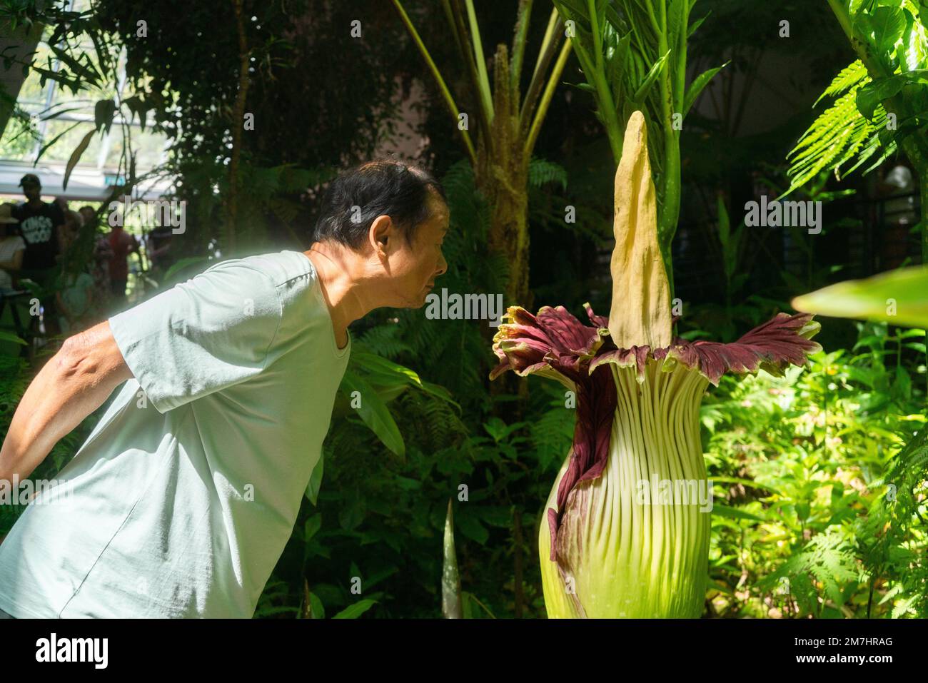 Adelaide, Australia. 10 gennaio 2023. Il (Tiran Arum) comunemente conosciuto come il fiore del cadavere per il suo forte odore di un cadavere marciante con cui attrae solitamente gli insetti per la relativa impollinazione è fiorito ai giardini botanici di Adelaide che attraggono molti visitatori. È la prima volta che il fiore in via di estinzione fiorisce in quasi 10 anni, e ci si aspetta che ci siano altri tre o cinque anni prima che fiorisce di nuovo. Credit: amer Ghazzal/Alamy Live News Foto Stock