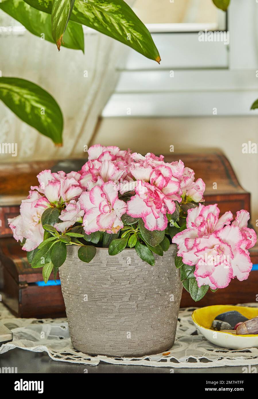 Azalea Rhododendron le azalee interne sono una bella pianta multicolore che fiorisce in inverno. Foto Stock