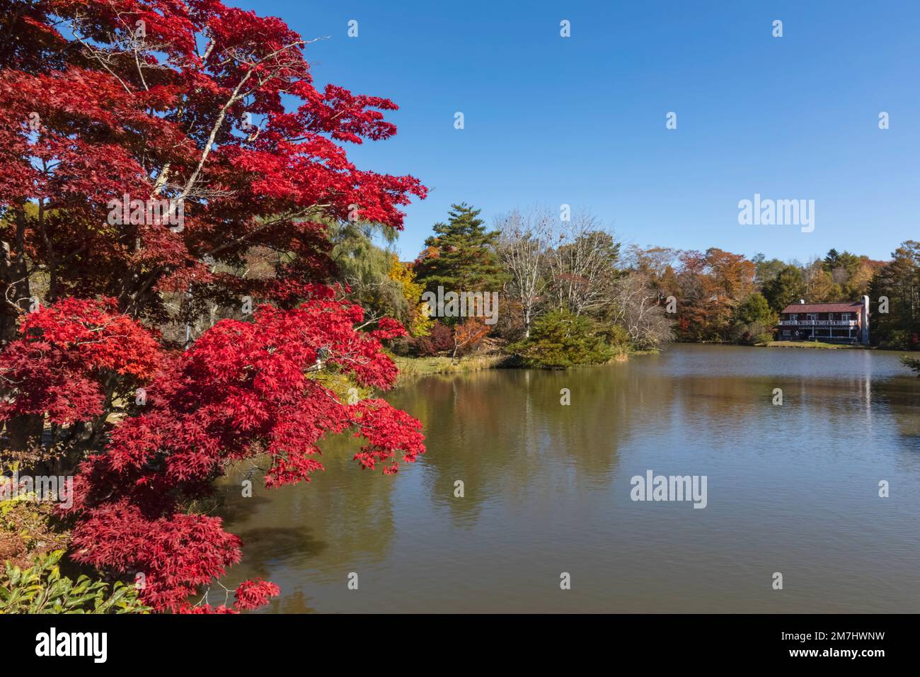 Giappone, Honshu, Prefettura di Nagano, Karuizawa, Lago Shiozawa, Foglie rosse d'autunno Foto Stock