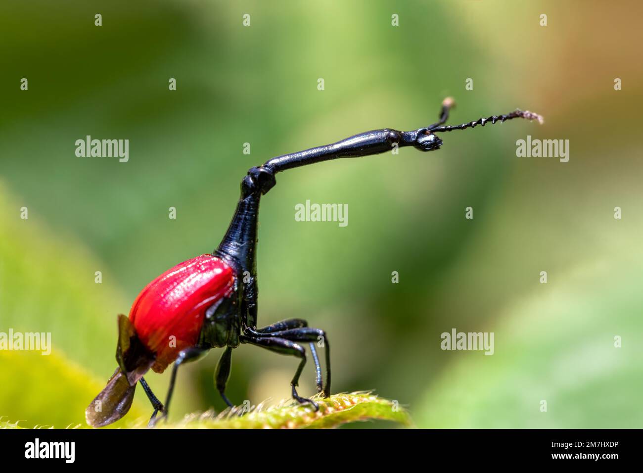 Maschio di bizzarro bug, strano insetto Giraffe Weevil (Trachelophorus Giraffa), Parco Nazionale di Ranomafana, animali selvatici del Madagascar Foto Stock
