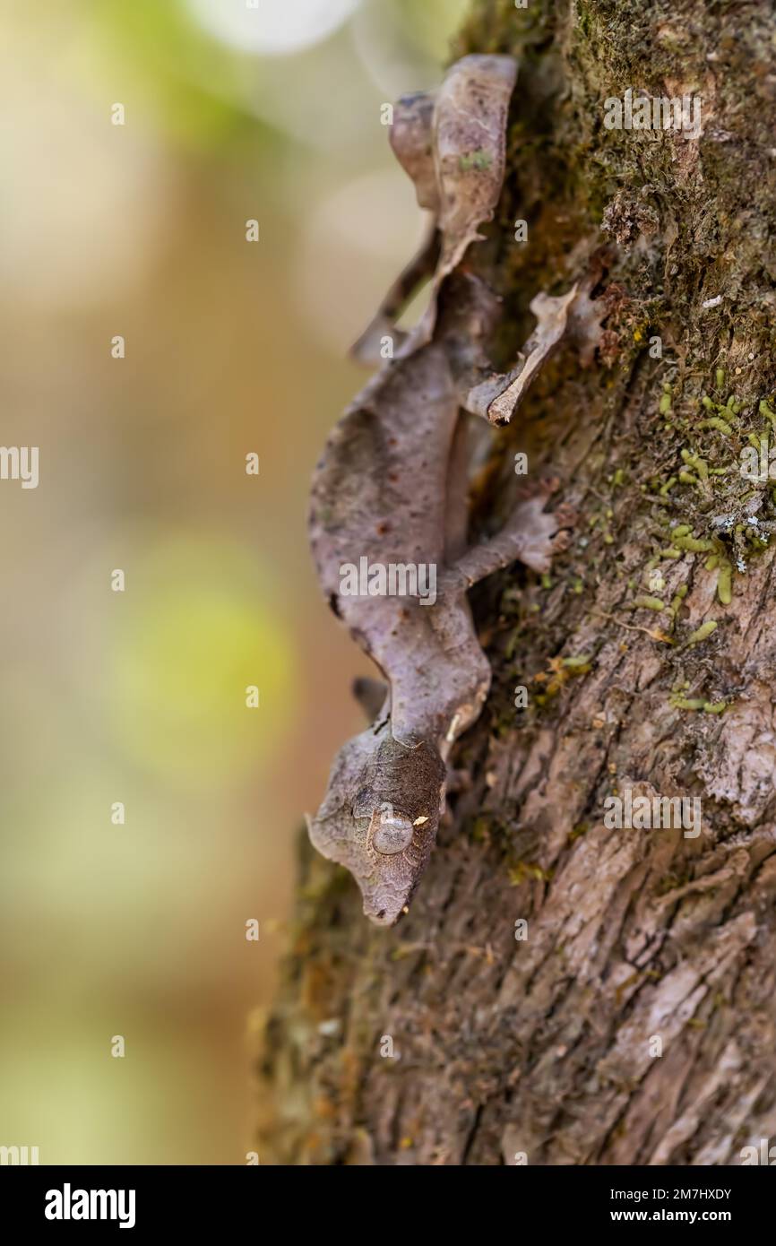 Uroplatus phantasticus, geco satanico a coda di foglia, geco a coda di foglia di ciglia o geco a coda di foglia fantasmatica, specie endemiche bizzarre di geco. Peyrie Foto Stock