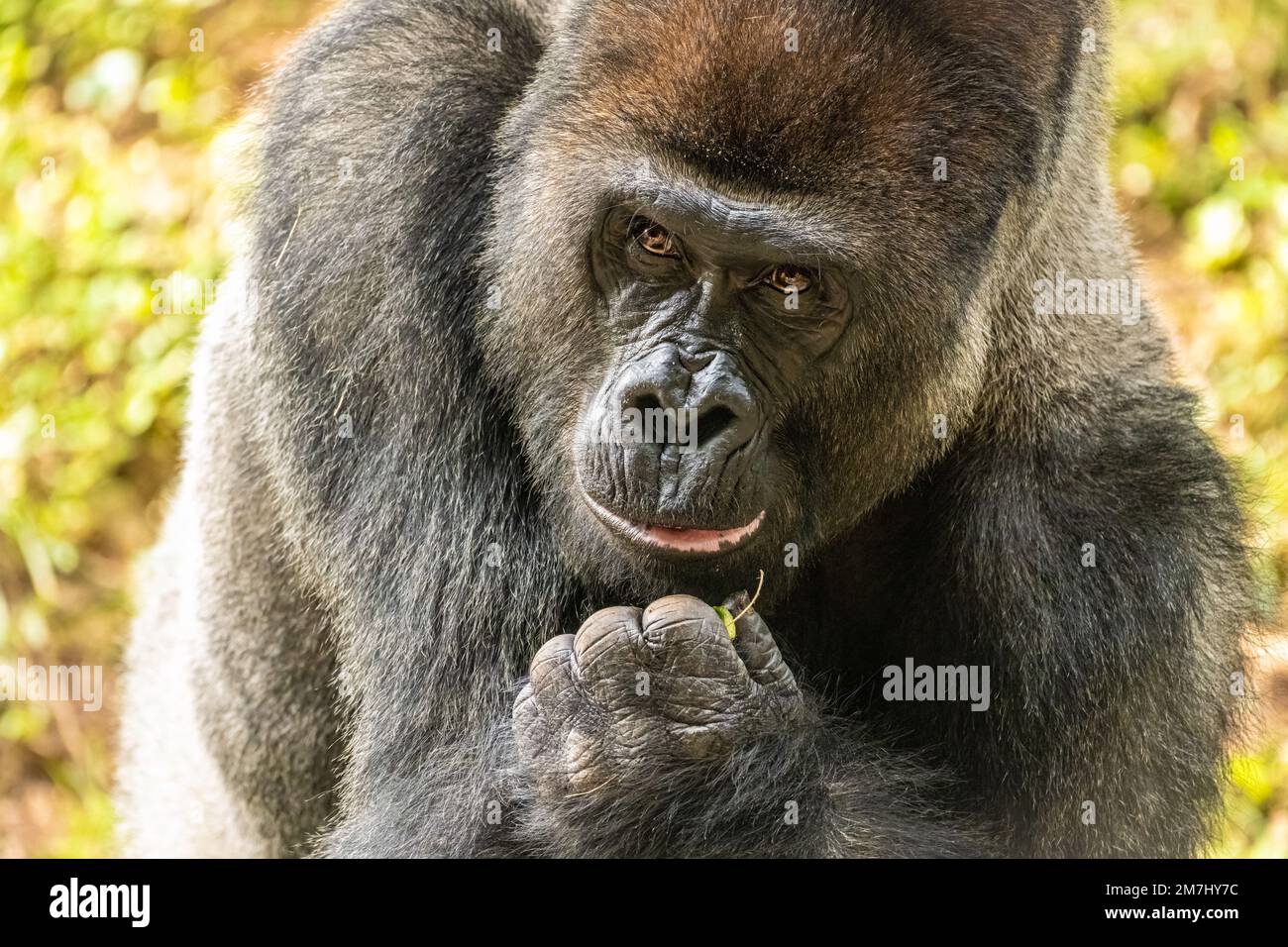 Primo piano di un gorilla di pianura occidentale argentata allo Zoo Atlanta di Atlanta, Georgia. (USA) Foto Stock