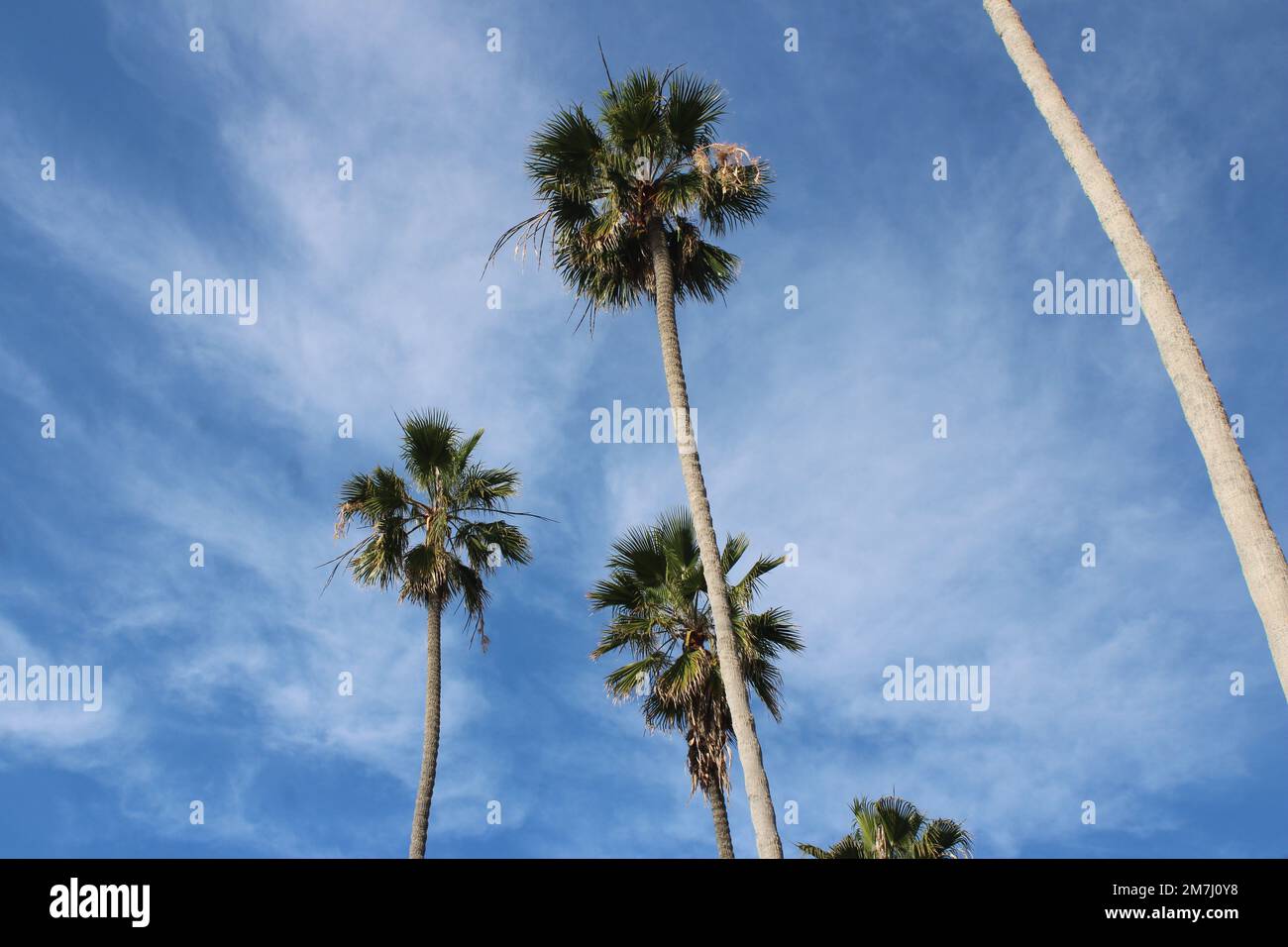 Palme contro un cielo leggermente nuvoloso blu Foto Stock