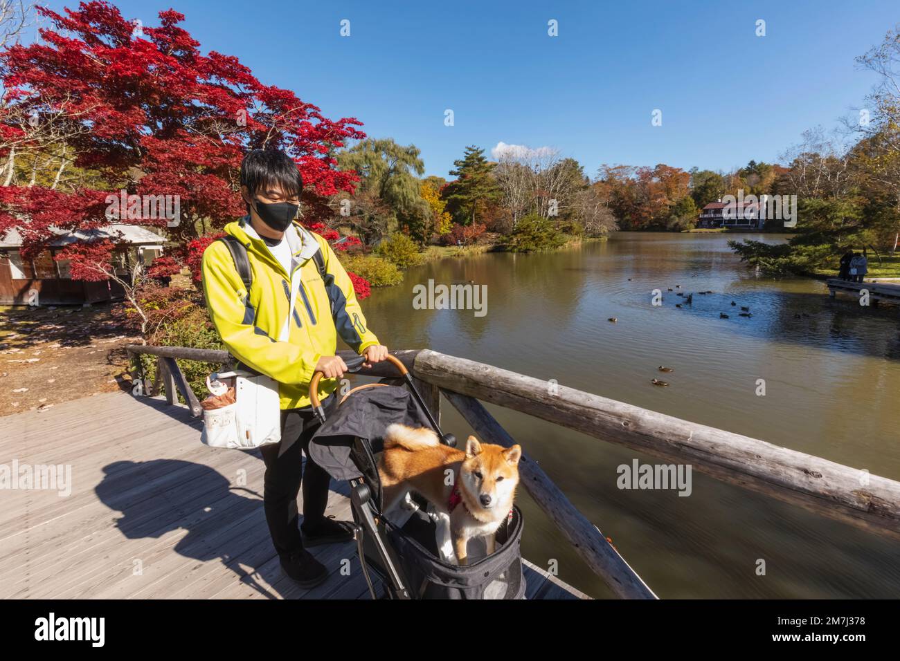 Giappone, Honshu, Prefettura di Nagano, Karuizawa, Lago Shiozawa, Uomo Walking Dog in PRAM Foto Stock