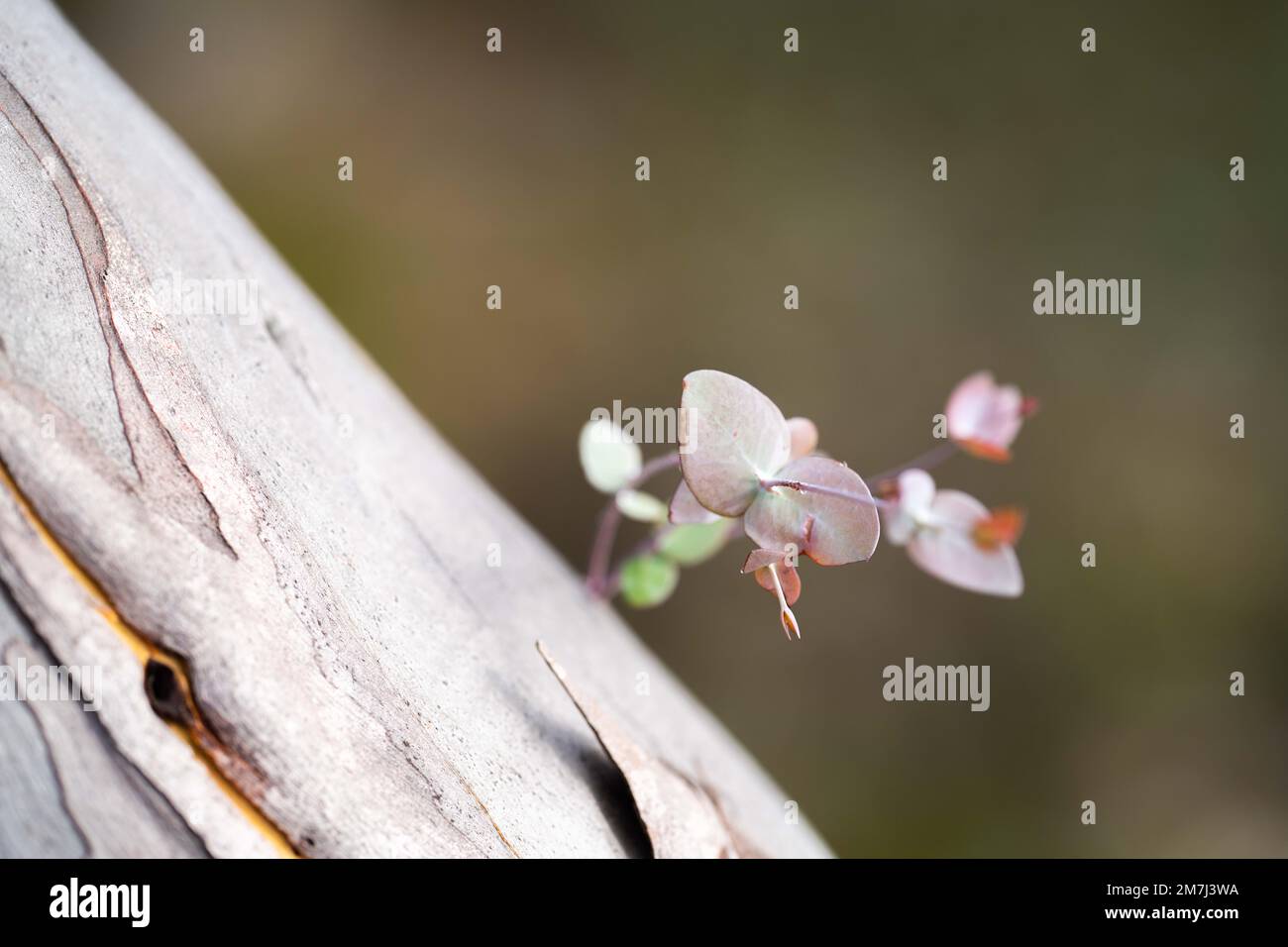 piante costiere autoctone in tasmania australia in estate Foto Stock