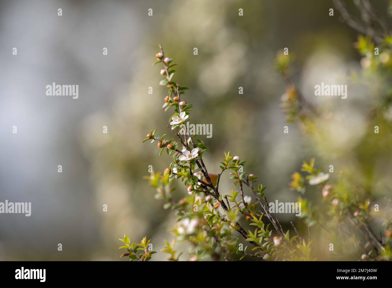 piante costiere autoctone in tasmania australia in estate Foto Stock