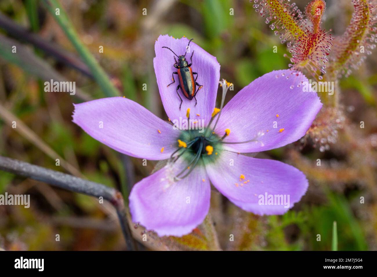 Fiore di una Drosera cistiflora con coleottero impollinatore catturato in habitat naturale nel Capo occidentale del Sudafrica Foto Stock
