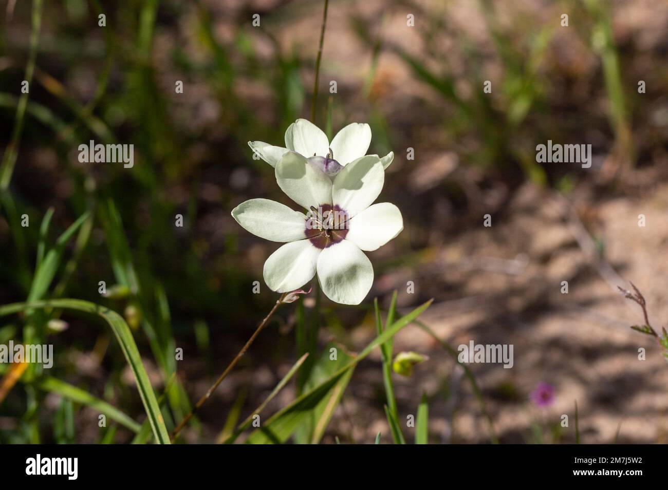 Fiori di Geissorhiza tulbaghensis in habitat naturale nel Capo occidentale del Sudafrica Foto Stock
