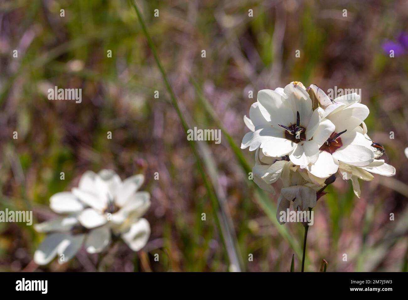 Fiori di Geissorhiza tulbaghensis in habitat naturale nel Capo occidentale del Sudafrica Foto Stock