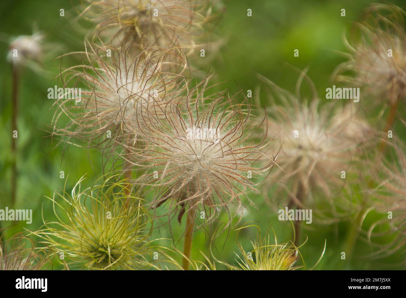 pasque fiori frutta dopo la fioritura nella stagione di primavera Foto Stock