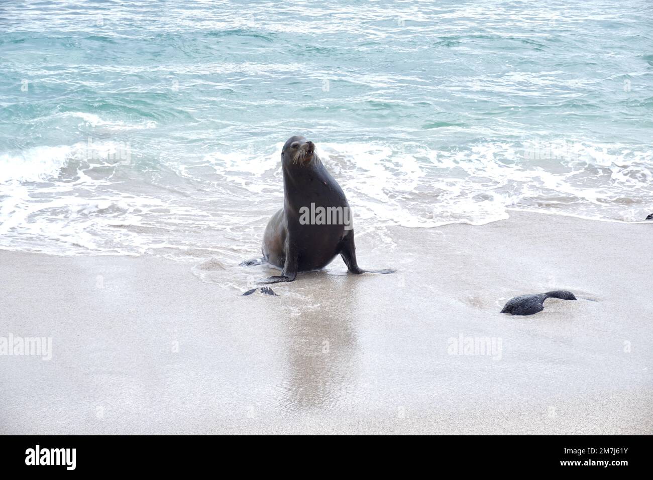 Leone marino maschio adulto in piedi sulla spiaggia di San Cristobal sulle Galapagos Foto Stock