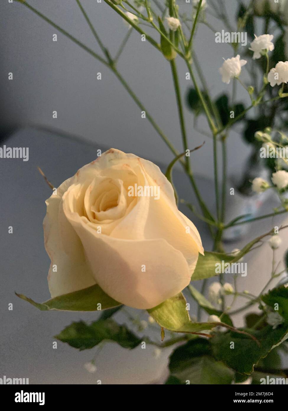 Una bella vista di una rosa giallo chiaro Foto stock - Alamy