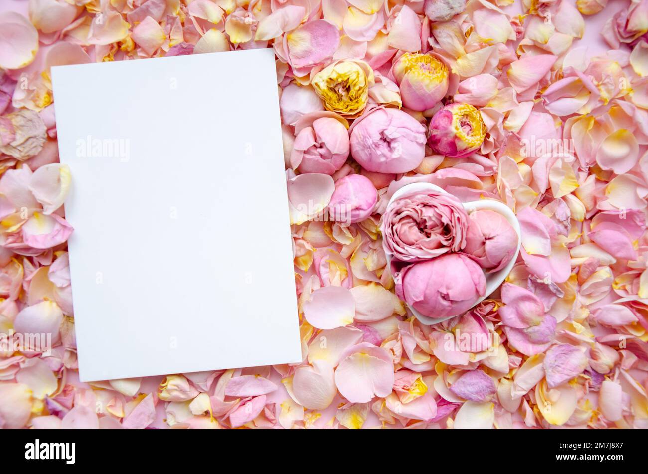 Sfondo di boccioli rosa e petali con carta bianca al centro. Piano di giacitura, vista dall'alto. Festa della mamma, San. San Valentino, marzo 8 concetto. Scheda d Foto Stock