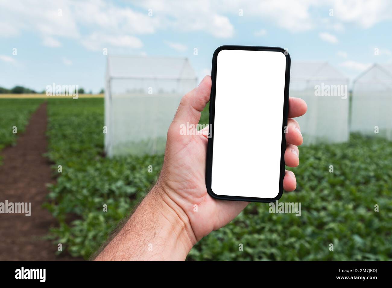 Lavoratore agricolo con smartphone mobile con schermo mockup vuoto in campo di barbabietola da zucchero coltivato con tende impollinazione, focus selettivo Foto Stock