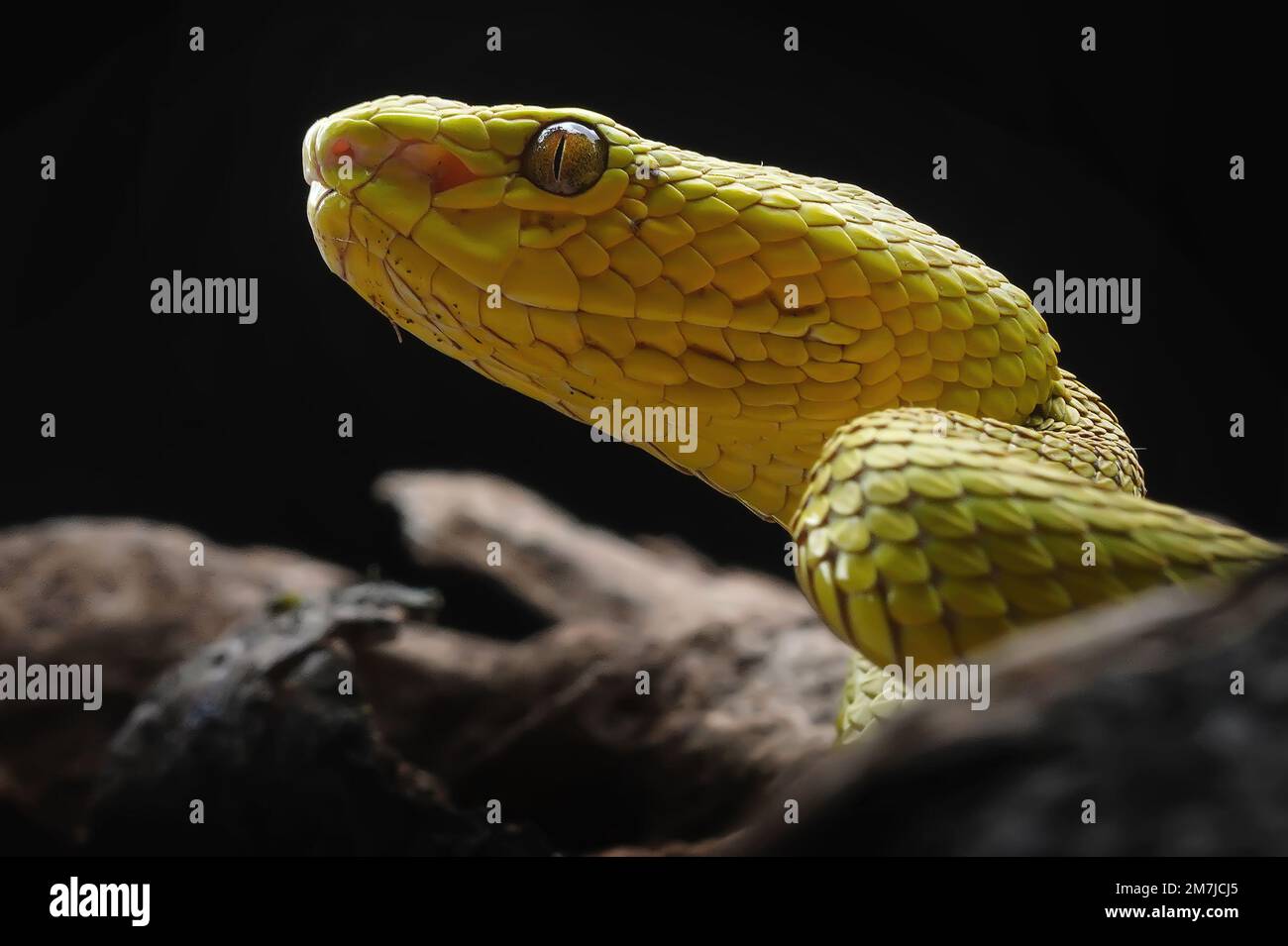 Una splendida vista sulla pit viper di Salazar. West Sumatra: QUESTE INCREDIBILI immagini mostrano un fotografo che si avvicina e si fa personale con la discoteca Pit viper di Salazar Foto Stock