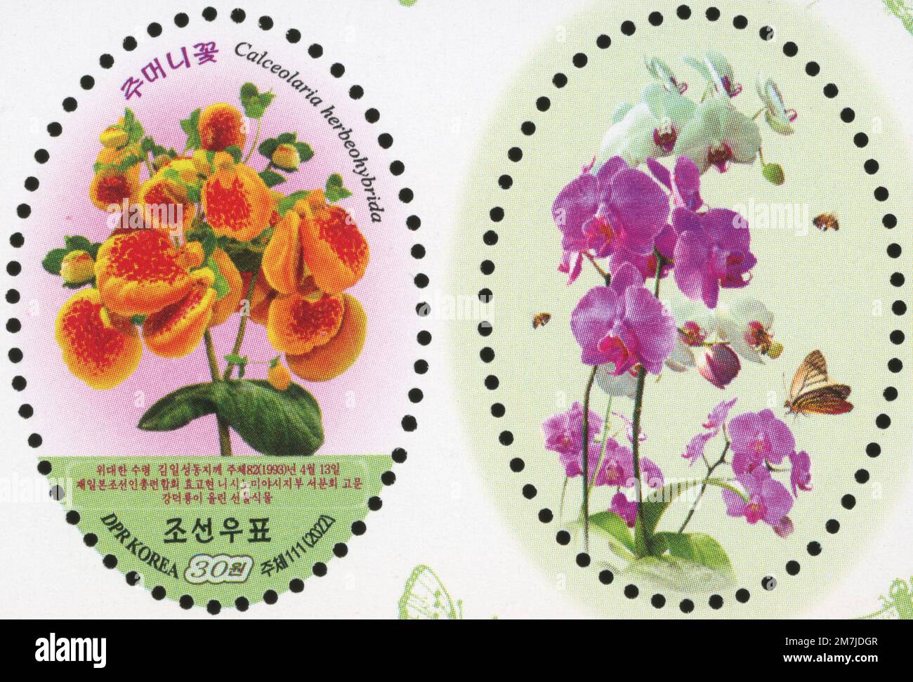 2022 Nord Corea francobollo Set piante regalate ai leader nordcoreani.Calceolaria herbeohyrida donata a Kim il Sung dai coreani del Giappone. Foto Stock
