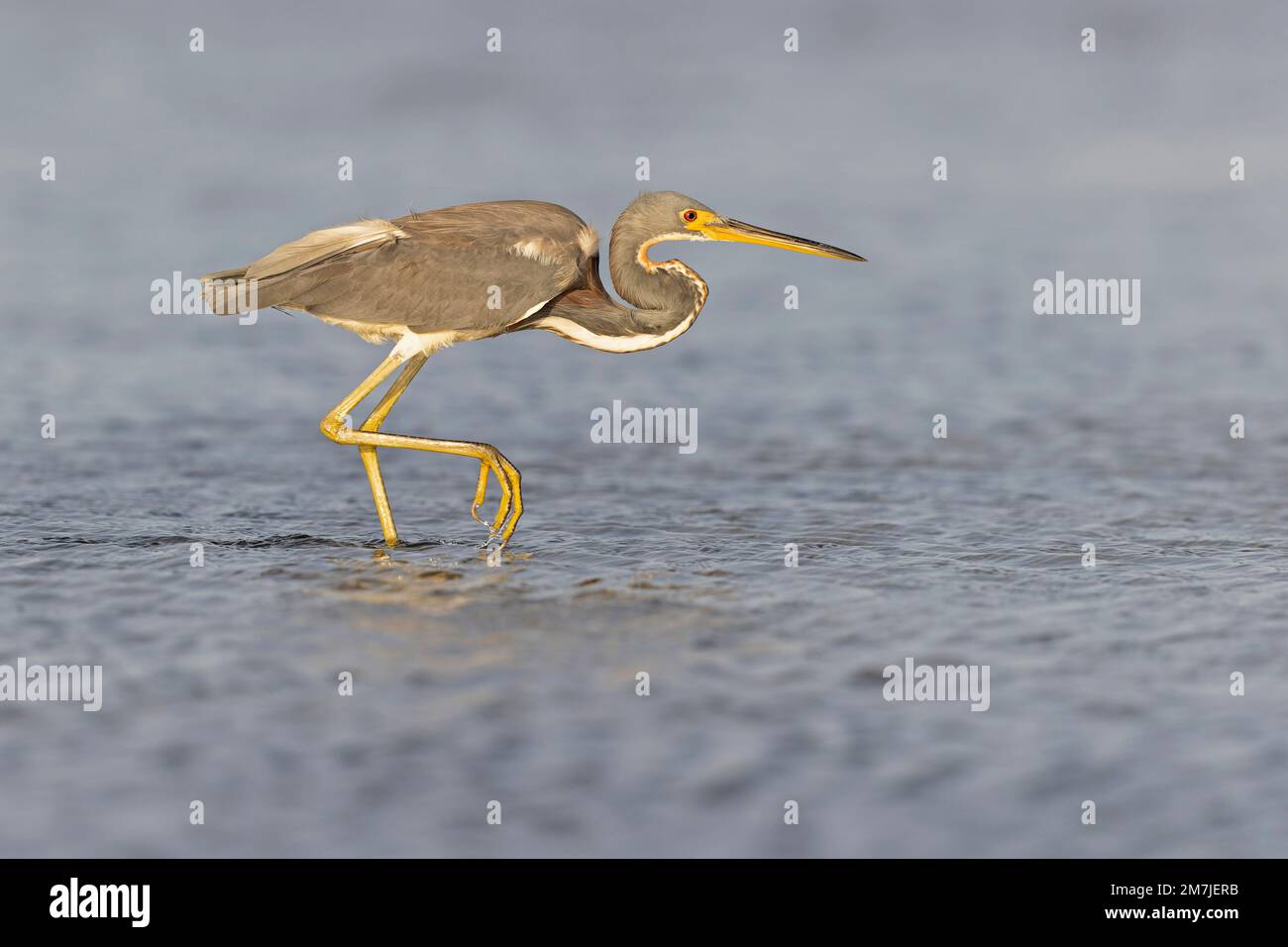 Un airone tricolore (Egretta tricolore) che si foreggia sulla costa del Texas. Foto Stock