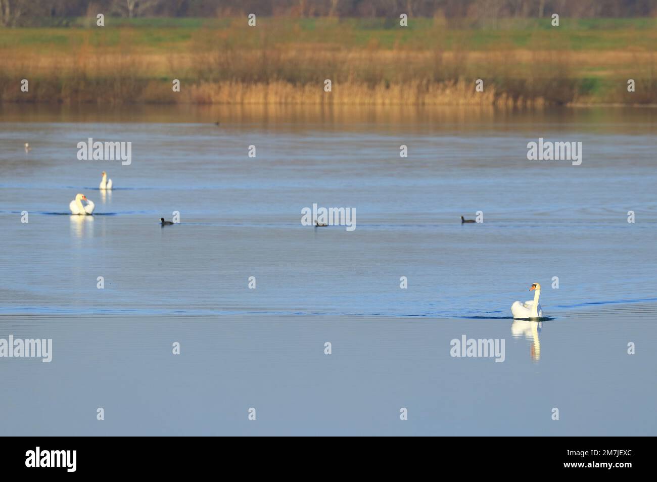 Cigni sul lago al mattino Foto Stock