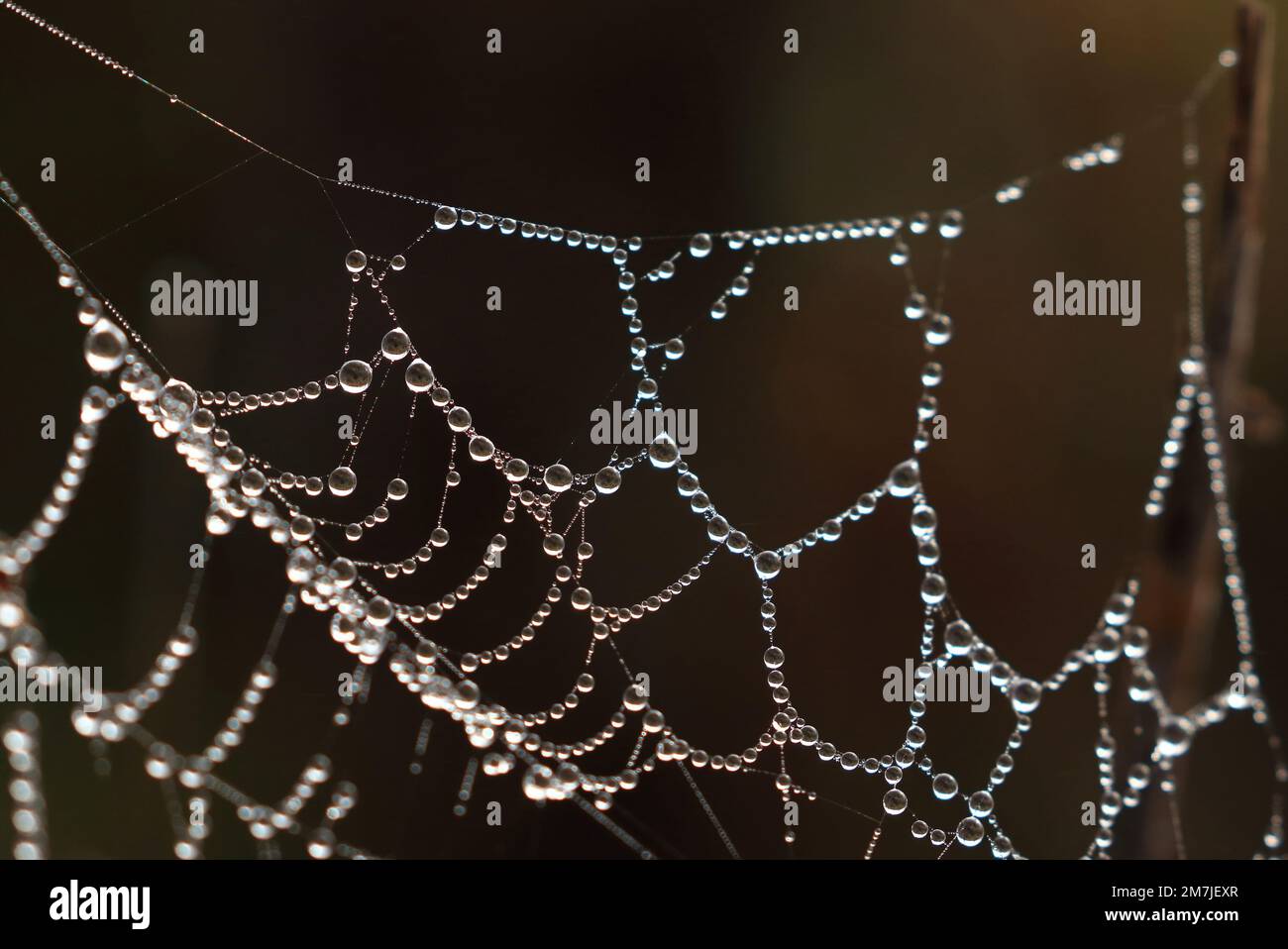 Gocce d'acqua sulla spider web Foto Stock