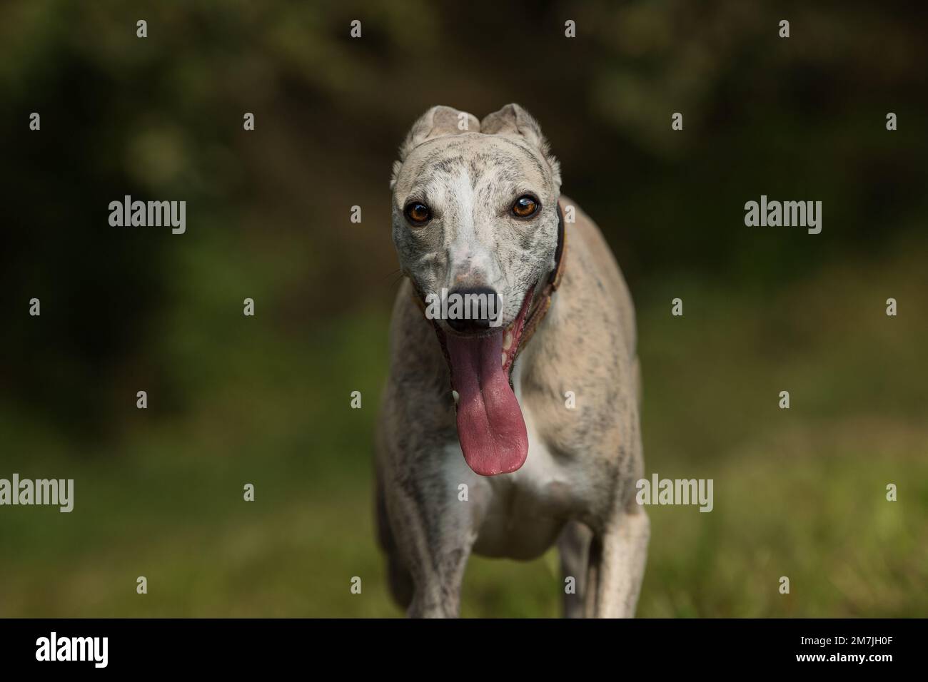 Cane da whippet a piedi con lingua lunga Foto Stock