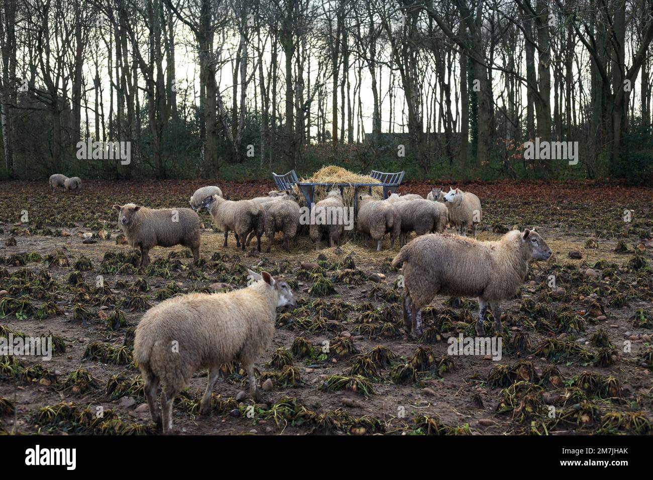 Pecore che si nutrono di fieno in inverno. Foto Stock
