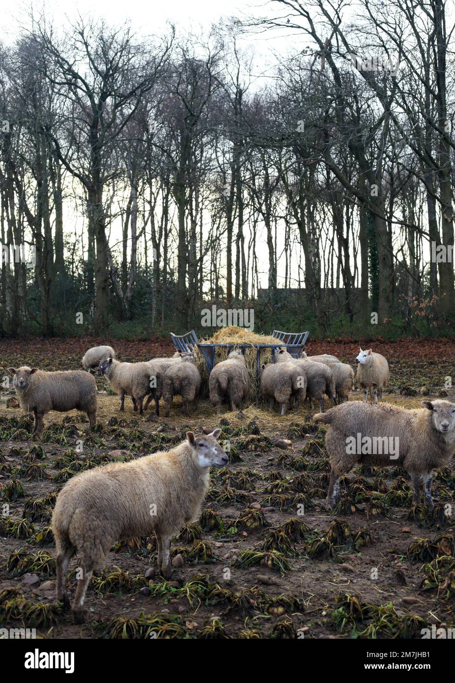 Pecore che si nutrono di fieno in inverno. Foto Stock