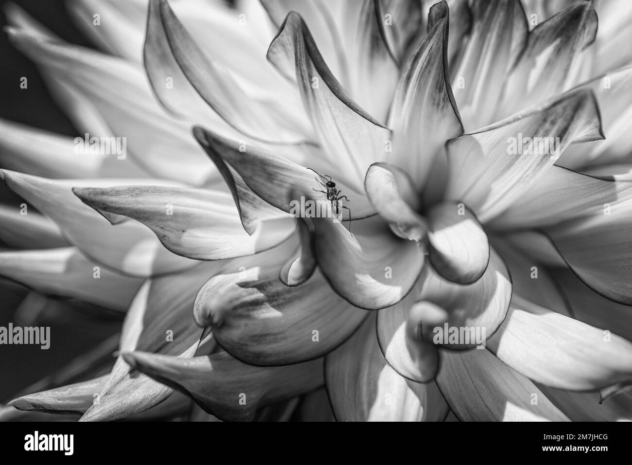 Una foto in scala di grigi di una formica su un fiore bianco Foto Stock