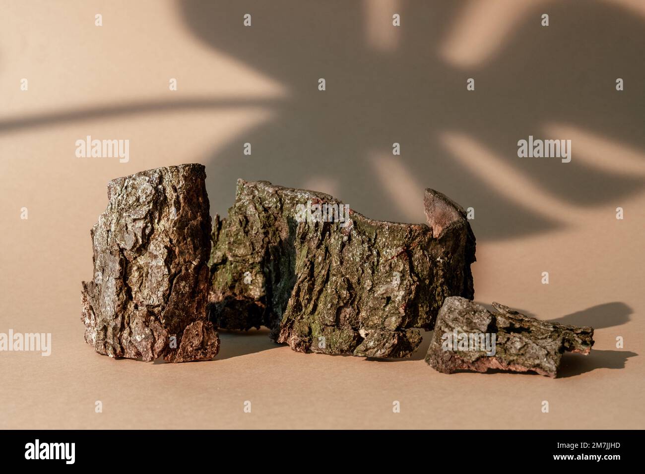 abbaio composizione natura vetrina pezzi di legno Foto Stock