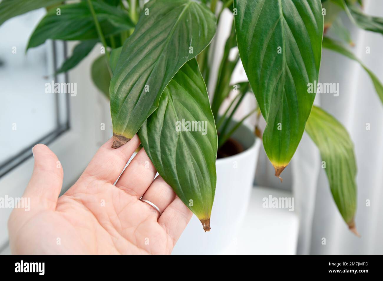 La mano della persona mostra le punte della foglia di houseplant che girano brune su Spathiphyllum comunemente conosciuto come lilies di pace o di spath. Le cause possono essere l'annaffiatura eccessiva, la temperatura Foto Stock