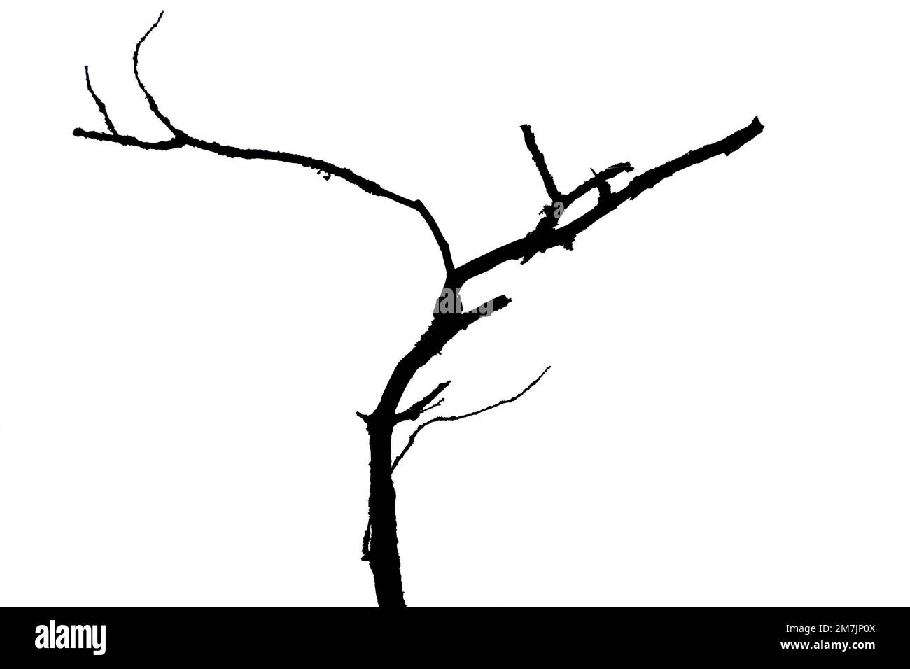 Una silhouette nera di un ramo intrecciato su uno sfondo bianco Foto Stock