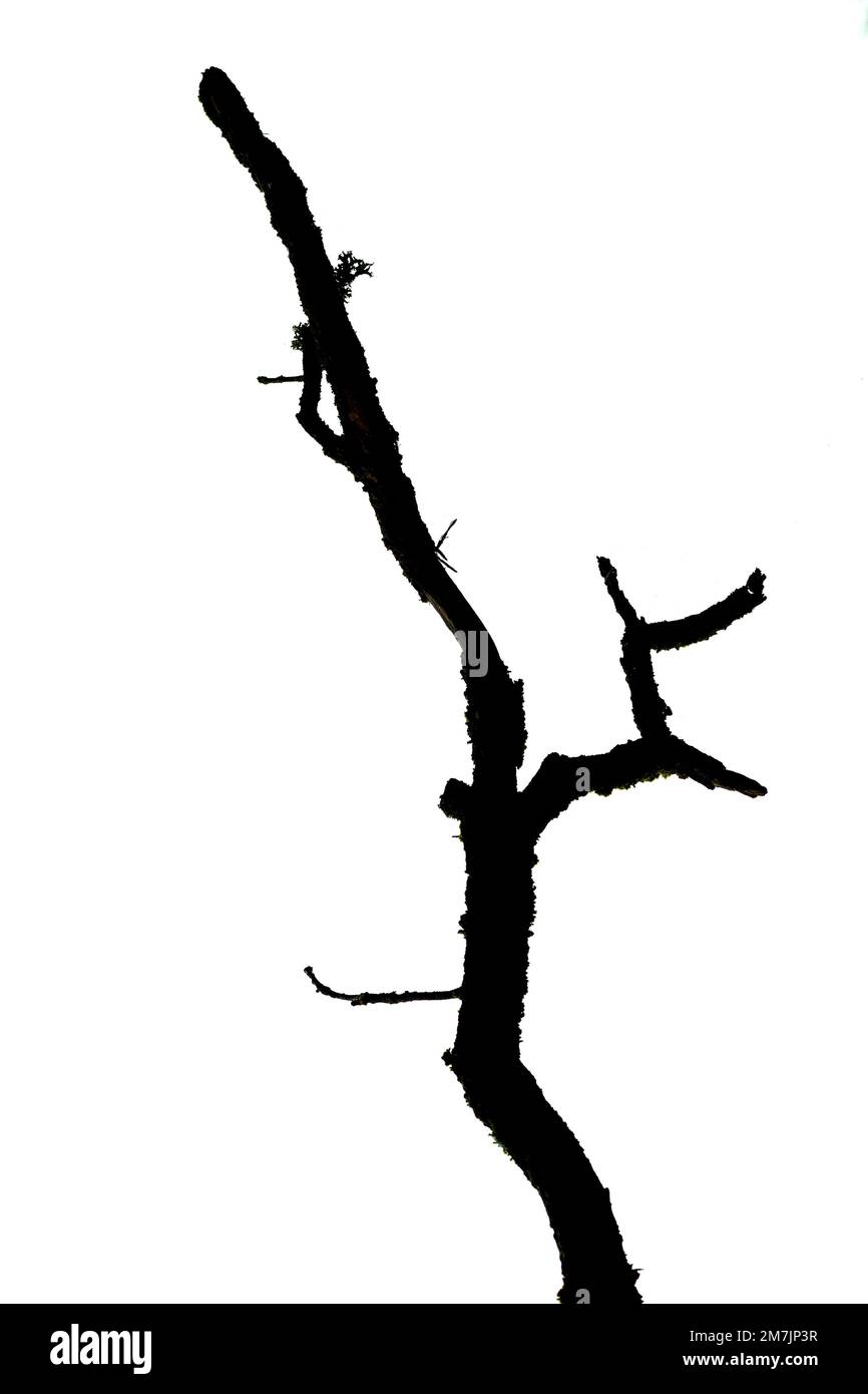 Una silhouette nera di un ramo intrecciato su uno sfondo bianco Foto Stock
