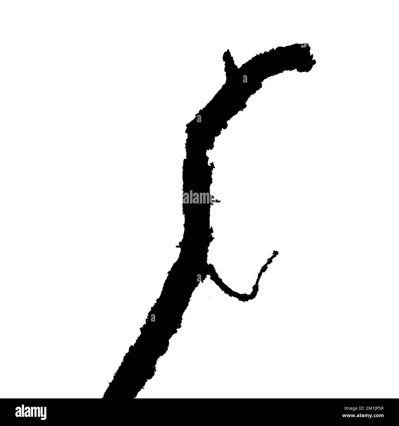 Una silhouette nera di un ramo intrecciato su uno sfondo bianco Foto Stock