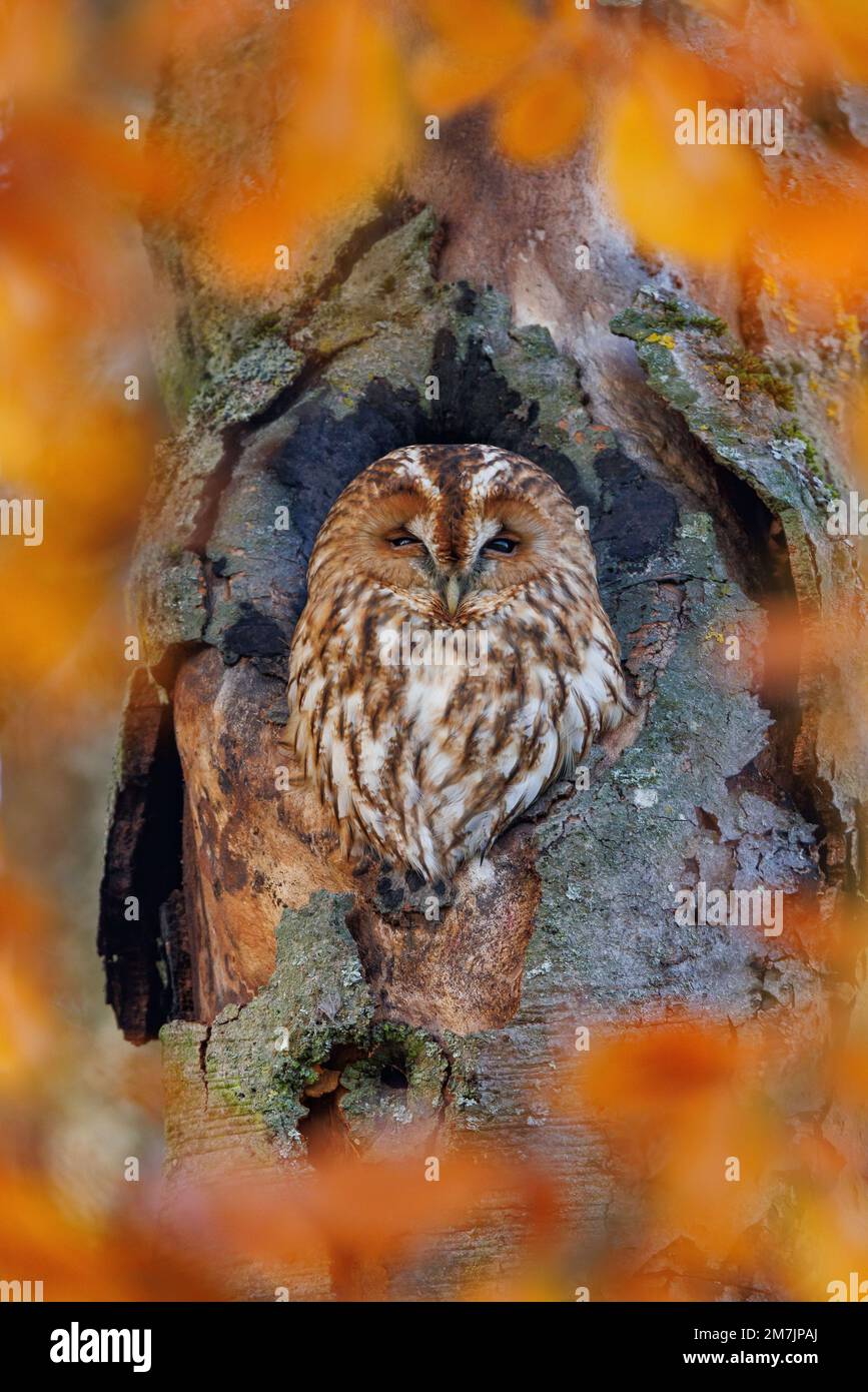 Un gufo sonnolento nelle foglie. Basilea, Svizzera: QUESTE IMMAGINI ADORABILI mostrano un gufo sonnolento che apre gli occhi a questo fotografo Foto Stock