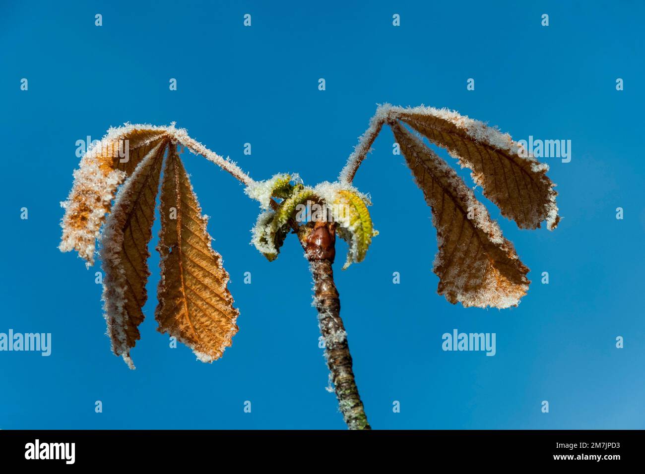 Primo piano di foglie di castagno congelate contro un cielo blu Foto Stock