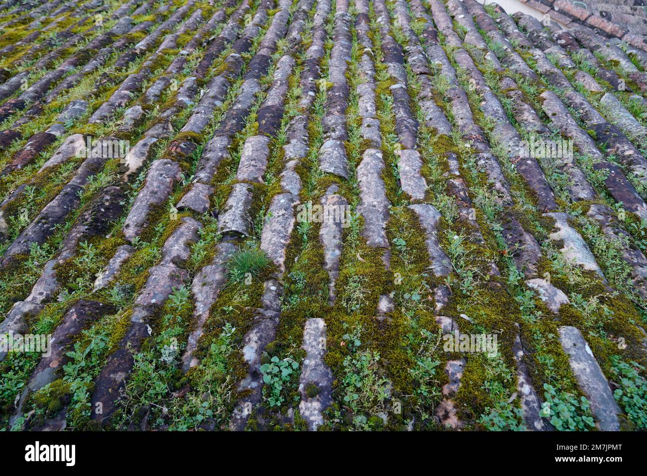 vecchio tetto in tegole coperto di muschio e vegetazione Foto Stock