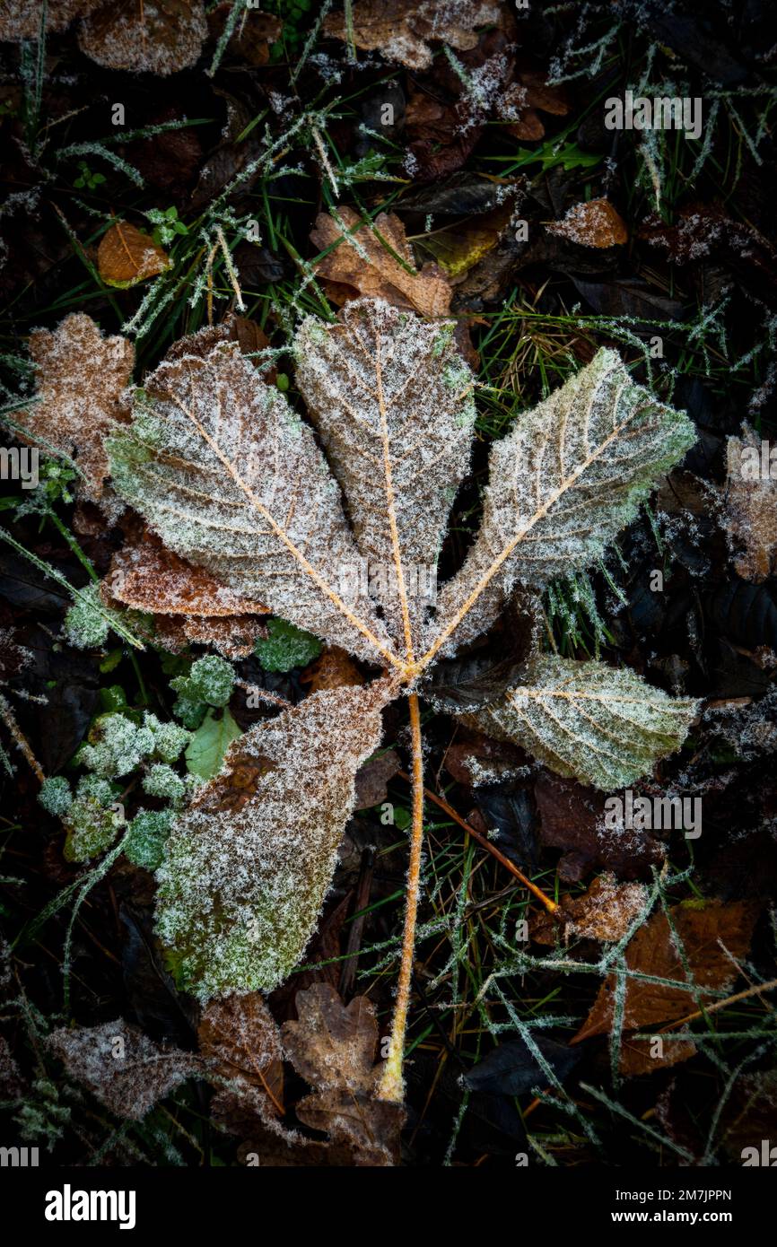 Foto verticale di belle foglie gelide colorate in inverno Foto Stock