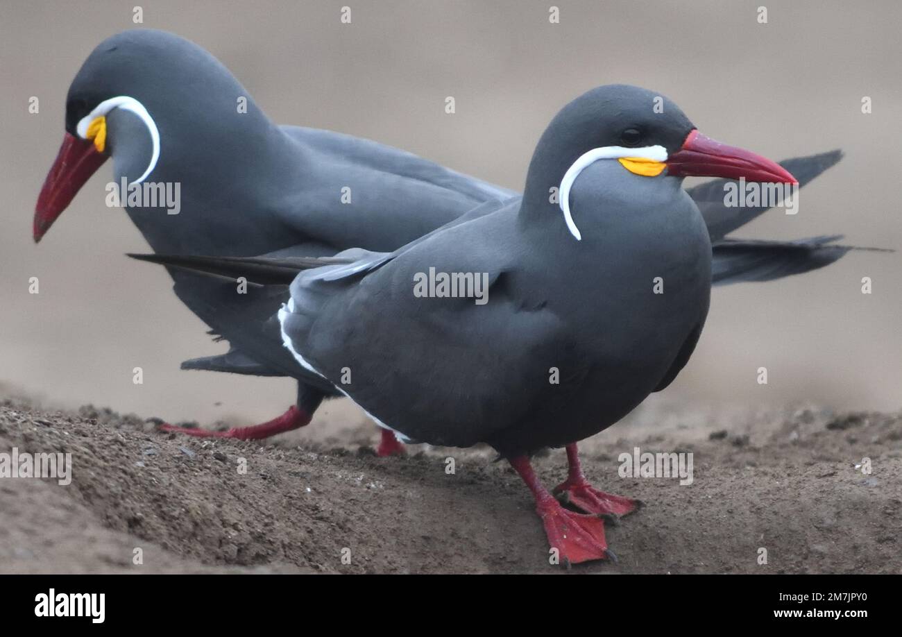 Inca terns (Larosterna inca) poggiante su una cogliera. Miraflores, Lima, Perù. Foto Stock