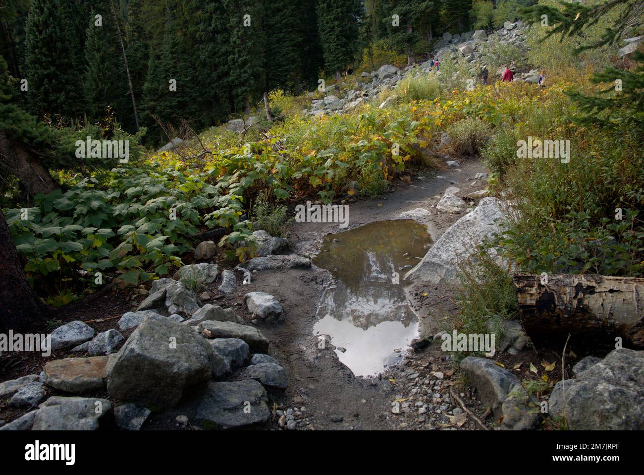 I Teton si riflettono in una pozza sul Cascade Canyon Trail nel Grand Teton National Park Foto Stock