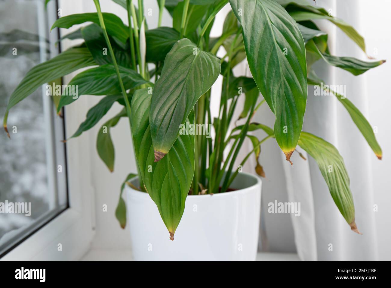 Houseplant Spathiphyllum comunemente noto come spath o peace gigli foglie punte che diventano marrone. Le cause possono essere un'eccessiva innaffiatura, temperature estreme. Foto Stock