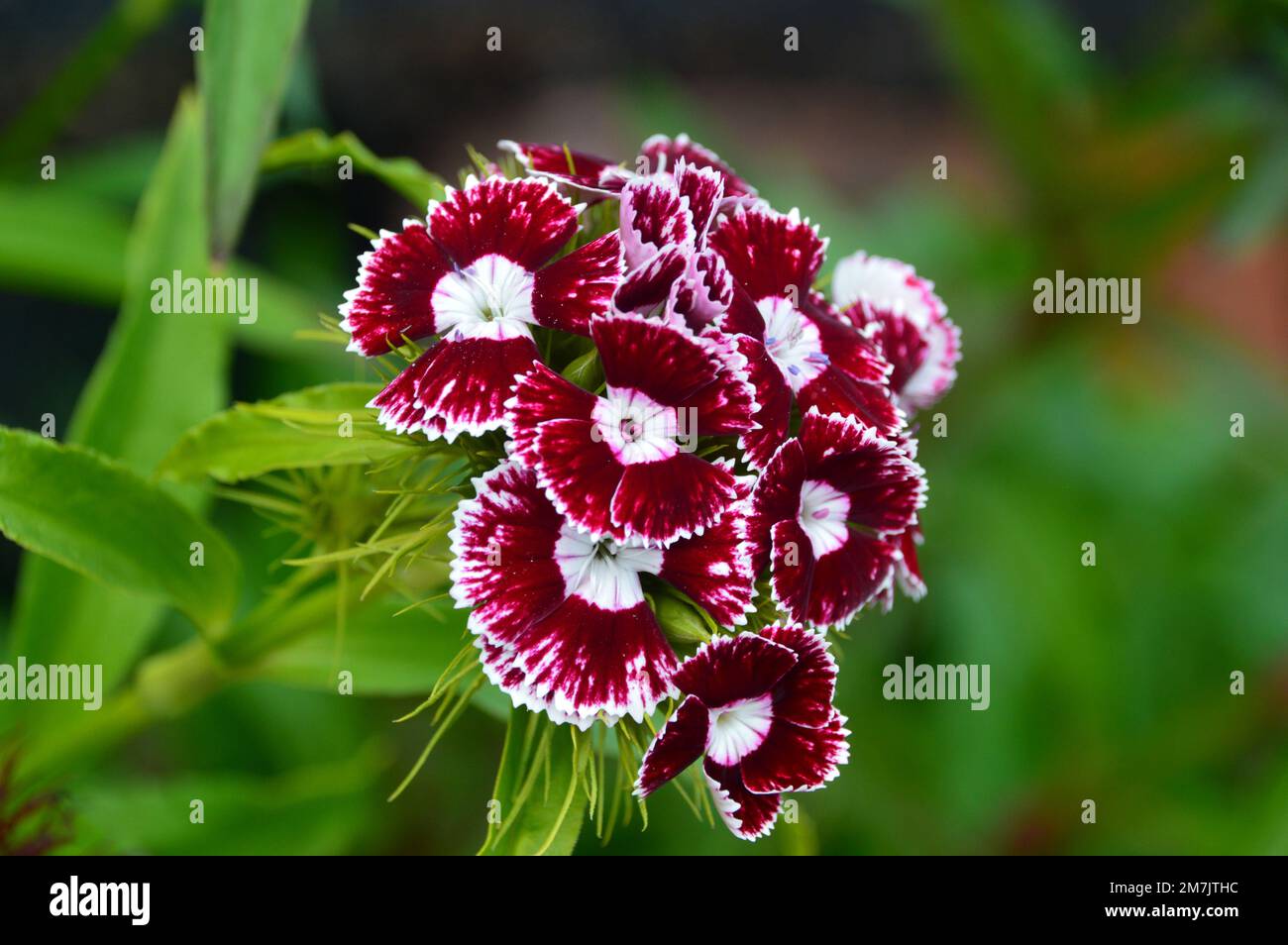 Red & White Sweet William 'Dianthus barbatus' (Messenger) Fiori misti RHS Garden Bridgewater, Worsley, Greater Manchester, UK Foto Stock