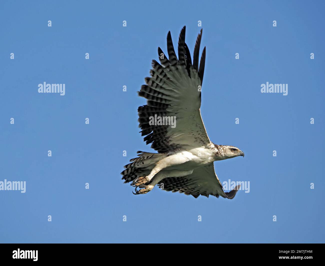 Aquila marziale sub-adulta (Polemaetus bellicosus) che vola con potenti battiti alari nel cielo blu chiaro del mattino sopra la Grande Mara, Kenya, Africa Foto Stock