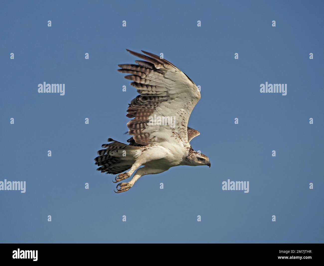 Aquila marziale sub-adulta (Polemaetus bellicosus) che vola con potenti battiti alari nel cielo blu chiaro del mattino sopra la Grande Mara, Kenya, Africa Foto Stock