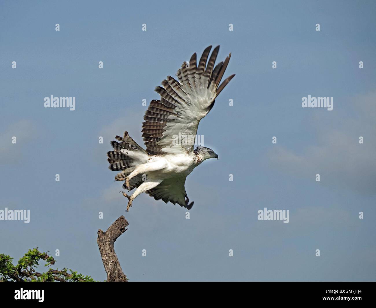 Aquila marziale sub-adulta (Polemaetus bellicosus) che vola con potenti battiti alari nel cielo blu chiaro del mattino sopra la Grande Mara, Kenya, Africa Foto Stock